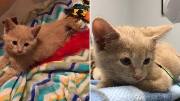 Paralyzed Kitten From Washington Amazes Everyone After Her First Acupuncture Treatment