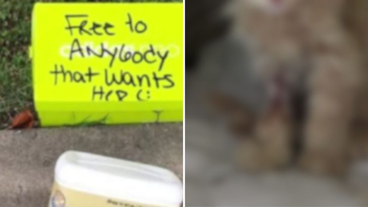 Passerby Opens Box Left On The Curb In Scorching Heat And Can’t Believe His Eyes