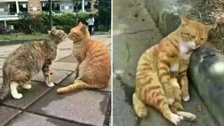 Poor Cat Breaks Down After Seeing His Girlfriend Cheating On Him Right In Front Of His Eyes