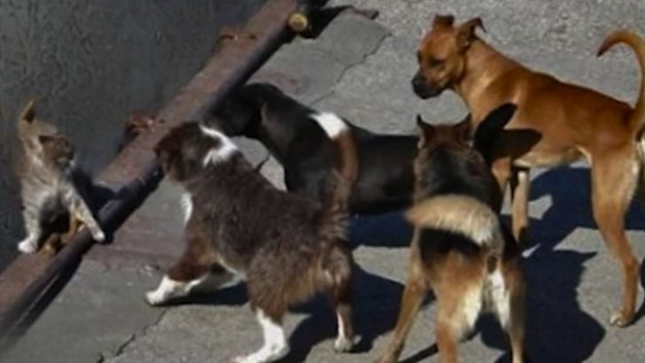 Terrified Stray Cat Surrounded By A Group Of Dogs Fights For Life Until Someone Steps In