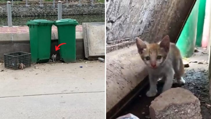 Poor Cat Was Without A Proper Meal For 7 Days, Forced To Dig Through Trash To Survive