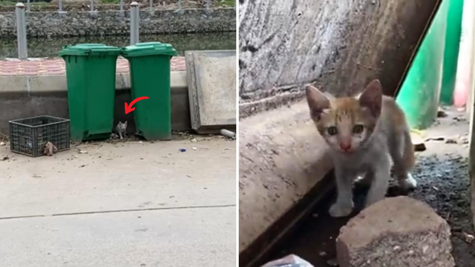 cat digs through trash