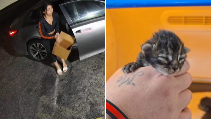 Security Camera Captures Owner Abandoning Cat And Newborn Kittens In Front Of A Store