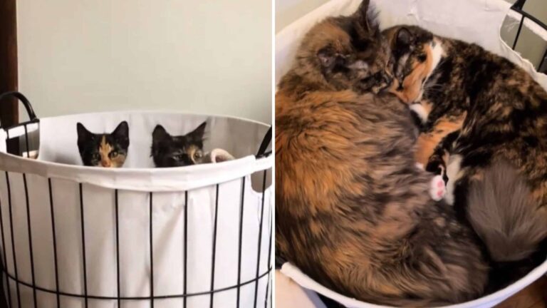 Separated Maine Furry Sisters Cry Until A Touching Moment Brings Them Back Together