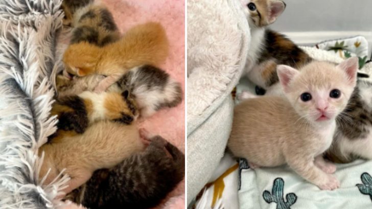 Seven Orphaned Kittens Rescued From Arlington Shelter Get Second Chance At Life 