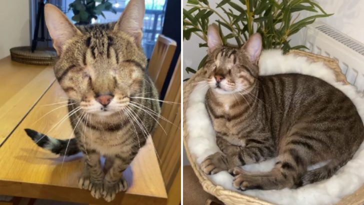 Shelter Cat Loses His Sight Due To A Severe Infection But Doesn’t Let That Hold Him Back