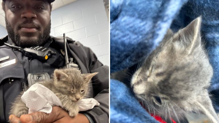 police officer with kitten