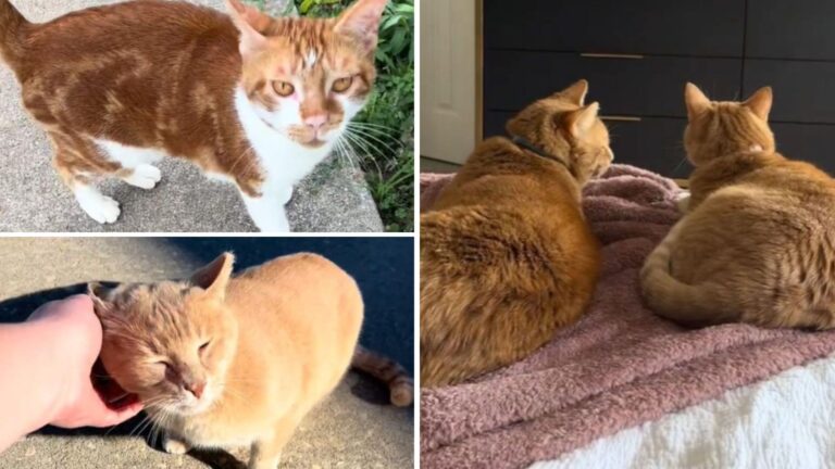 South Carolina Woman Keeps Stumbling Upon Abandoned Orange Cats As If It’s Fate