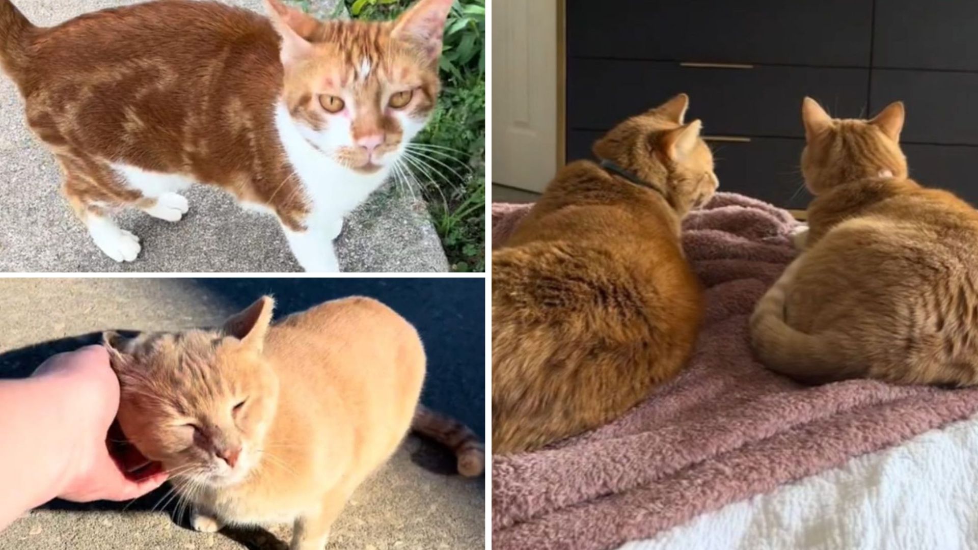 South Carolina Woman Keeps Stumbling Upon Abandoned Orange Cats As If It’s Fate