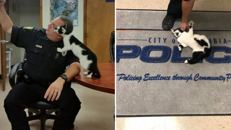 Stray Cat Wanders Into South Carolina Police Station And Something Unexpected Happens