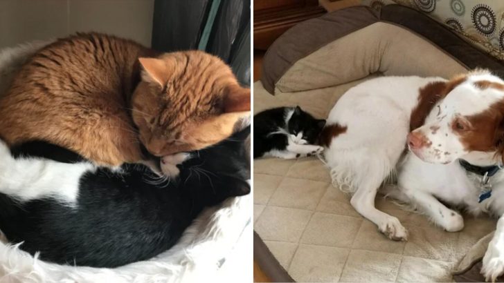 Stray Kitten Makes Incredible Friends After Roaming The Streets For A Long Time