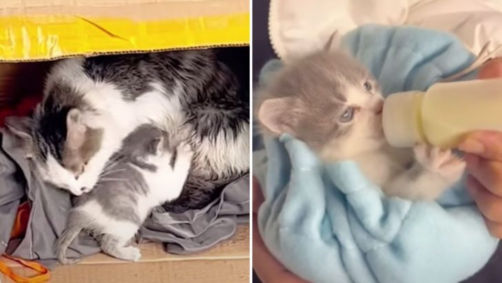 Stray Mother Cat’s Unexpected Decision Leads To Surprising Friendship