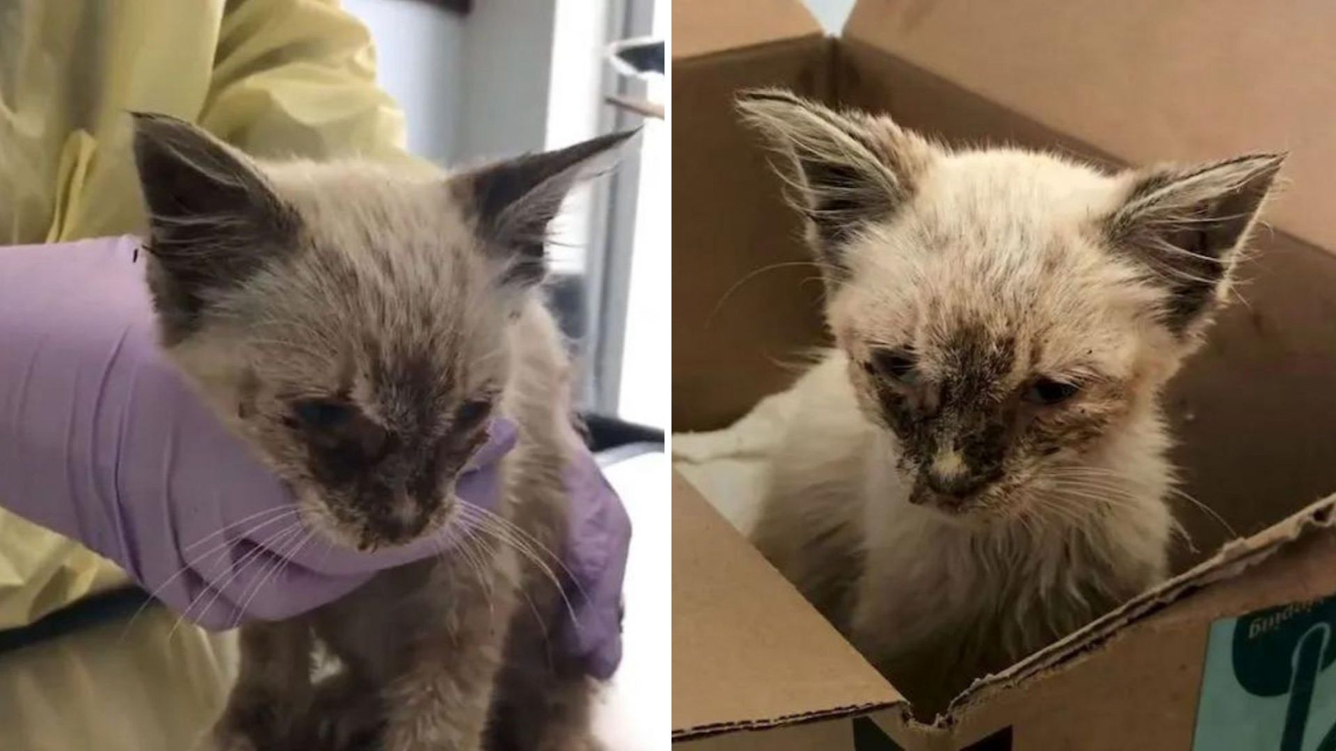 Struggling LA Cat Gets The Love She Deserves And The Transformation Is Jaw-Dropping