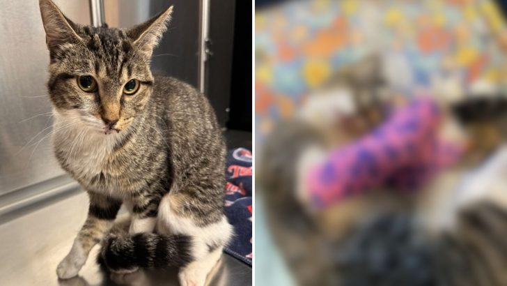 Minneapolis Residents Horrified Seeing A Tabby Cat Thrown From 12th-Floor Balcony