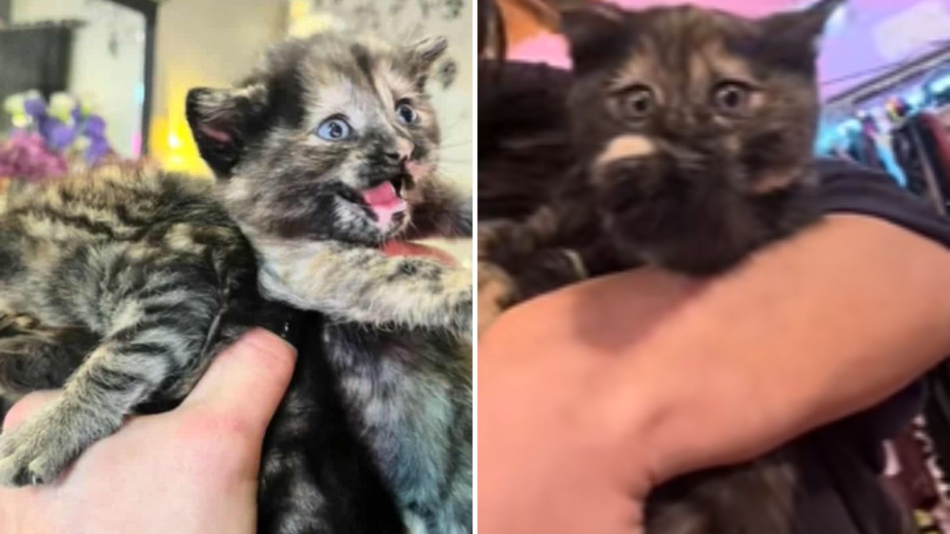 Texas Boutique Owner Fed A Hungry Stray Cat, But She Never Expected What Happened Next