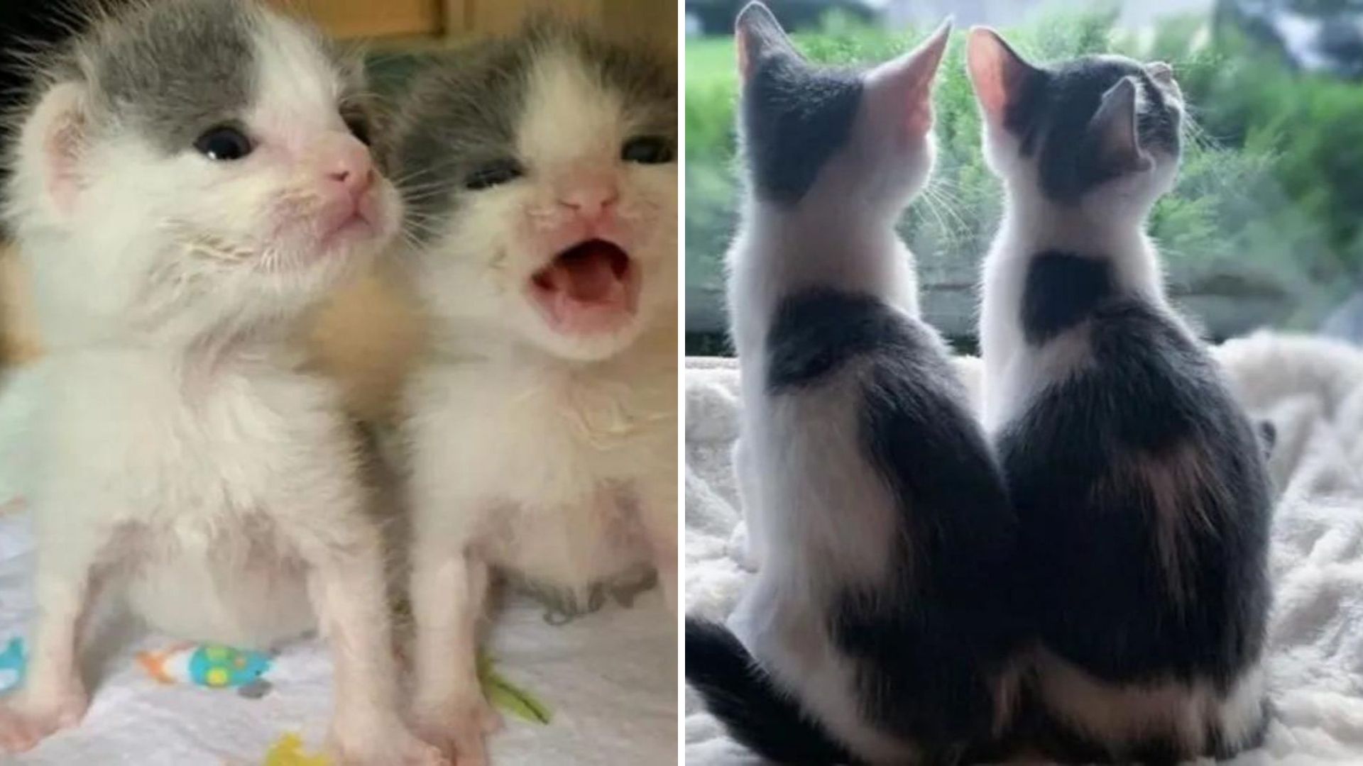 Texas Twin Kittens Clinging To Life Find Hope In A Happy Ending Beyond Anything They Imagined