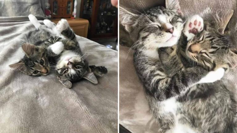 The Love Between Two Feline Brothers Made This Boston Woman Adopt Them Both