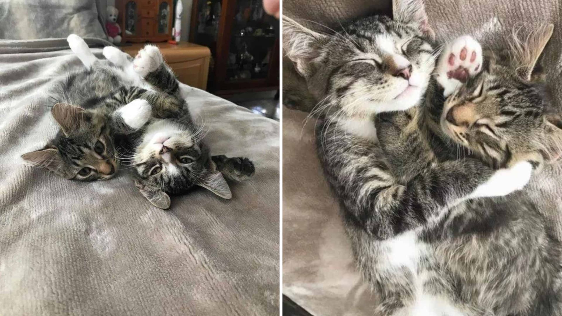 The Love Between Two Feline Brothers Made This Boston Woman Adopt Them Both