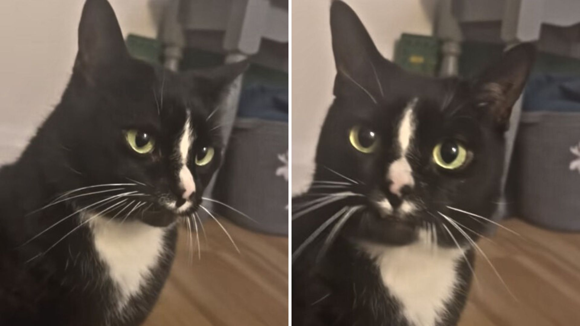Credit: Chester and Humans