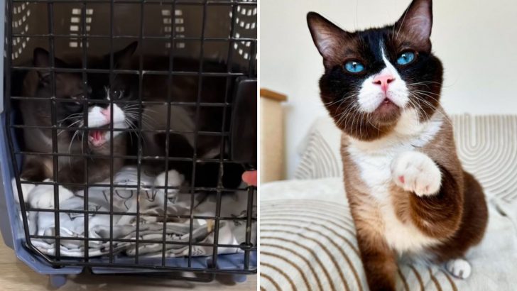 This Cat Was Labeled As Aggressive, But His Foster Mom Never Gave Up On Him