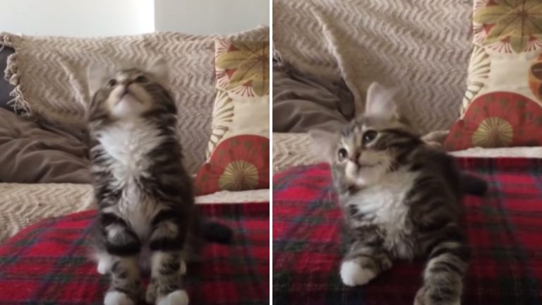 kittens hilarious reaction