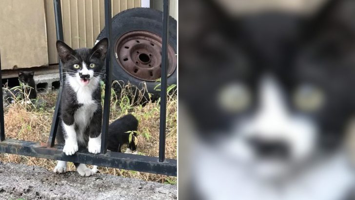 This Kitten Has The Most Unusual Nose Marking That’s Truly One-Of-A-Kind