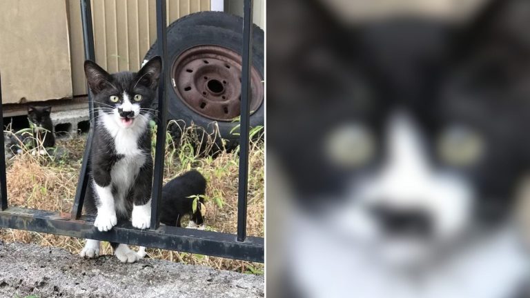 kitten with unusual nose marking