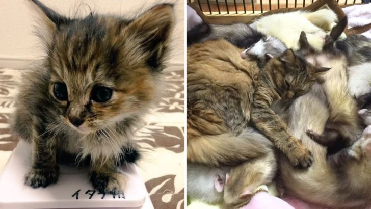 Tiny Kitten Adopted By An Unusual Furry Family Grows Up Believing She’s One of Them