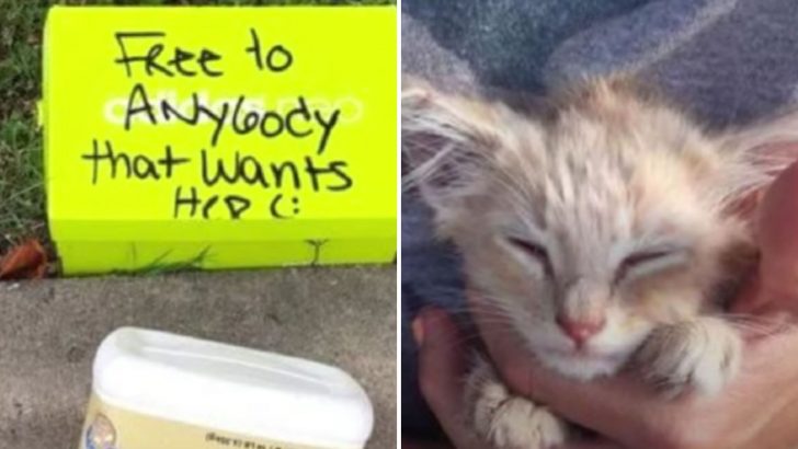 Tiny Kitten Barely Alive Found Inside A Box That Reads, “Free To Anyone That Wants Her”