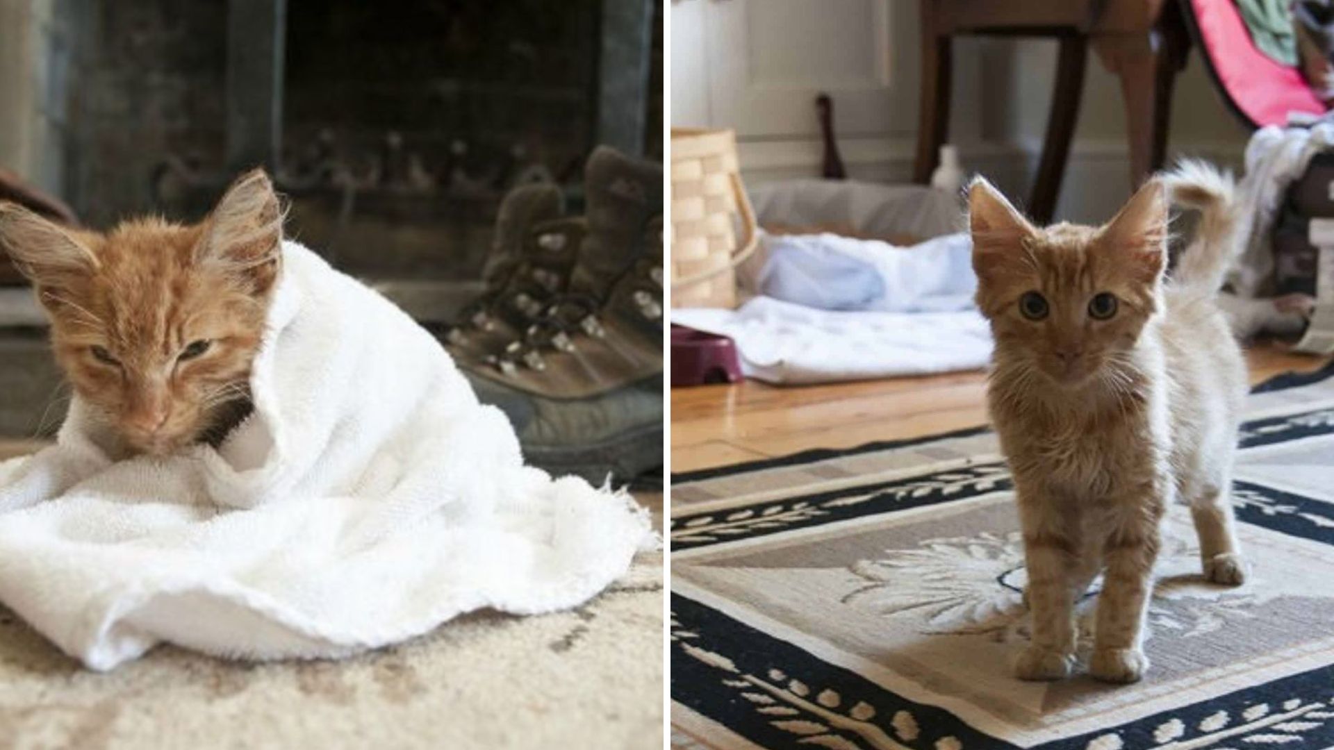 Virginia Filmmaker Finds Abandoned Kitten In The Woods And Rushes To Save Him