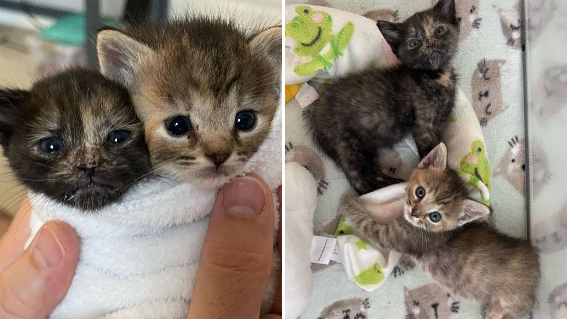 Washington D.C. Woman Rescues Abandoned Feline Sisters, Changing Their Lives Forever