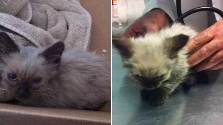 What Happened After This Georgia Woman Rescued A Dirty, Lost Kitten Will Warm Your Heart