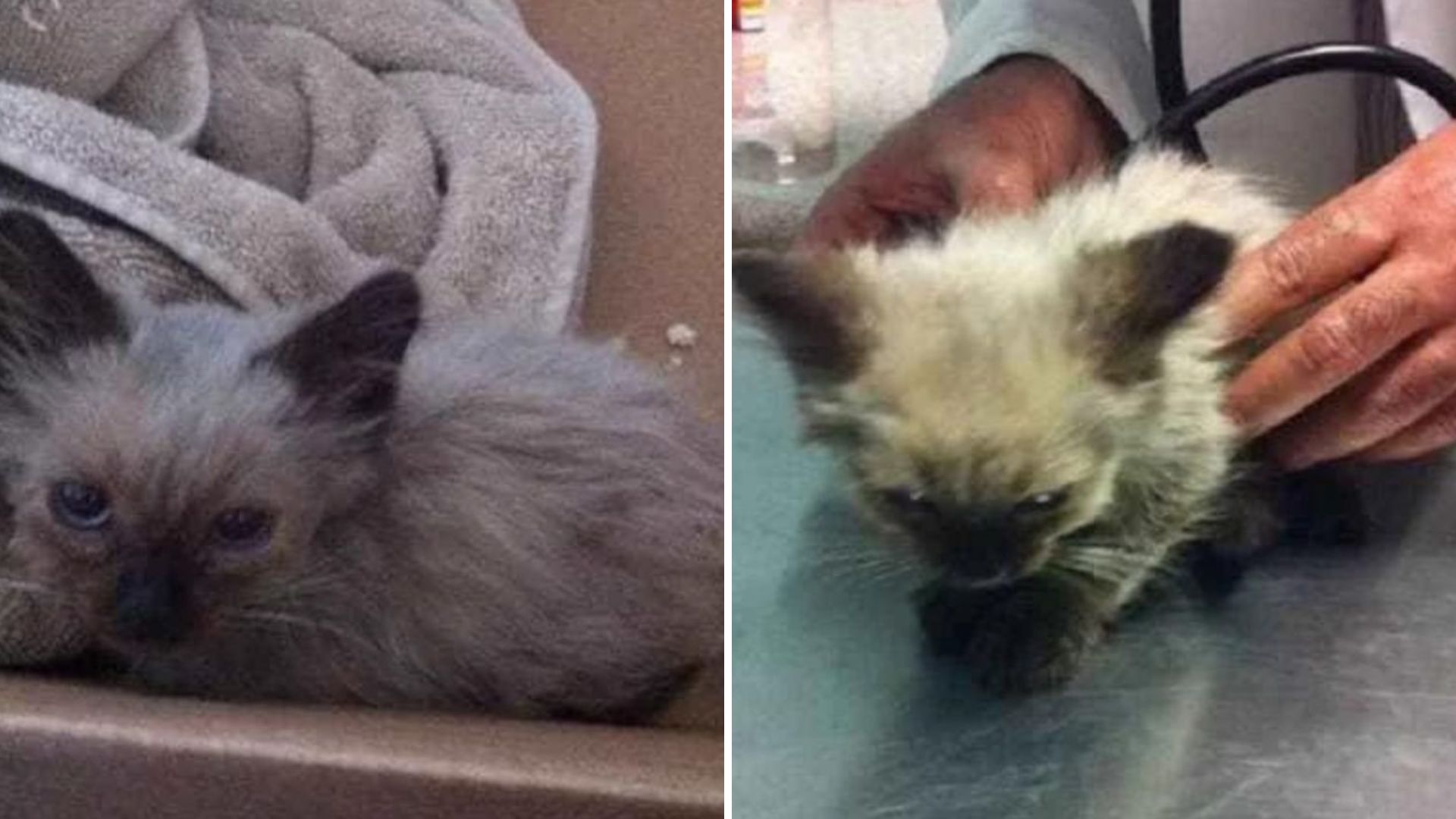 What Happened After This Georgia Woman Rescued A Dirty, Lost Kitten Will Warm Your Heart