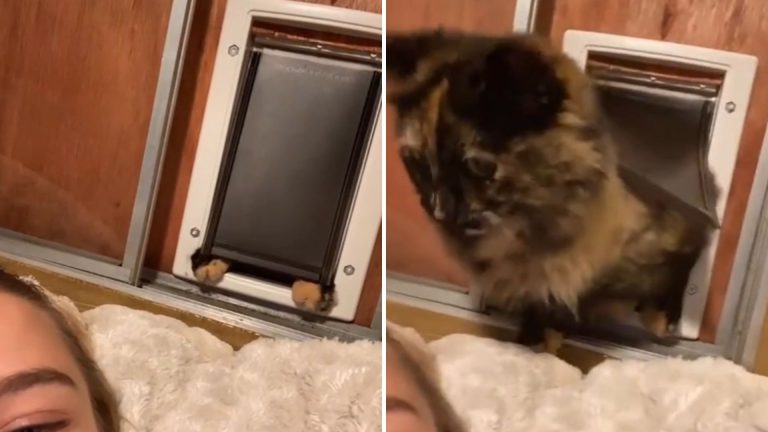 Woman Filming Her Cat Going Through The Kitty Door