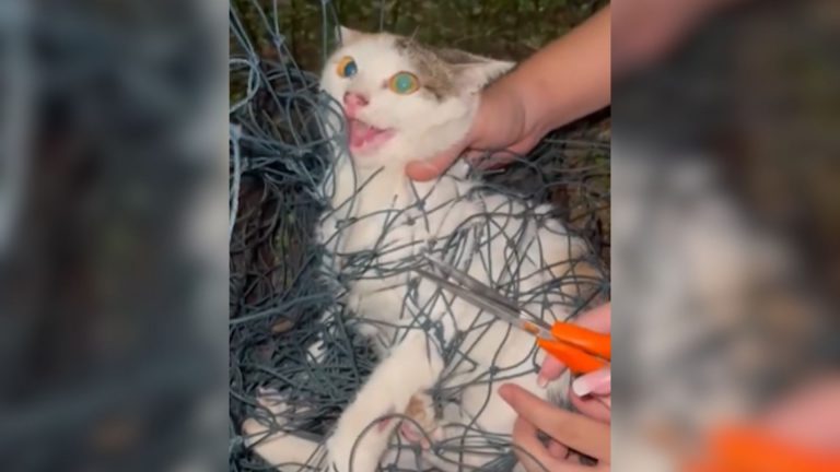 cat tangled in net