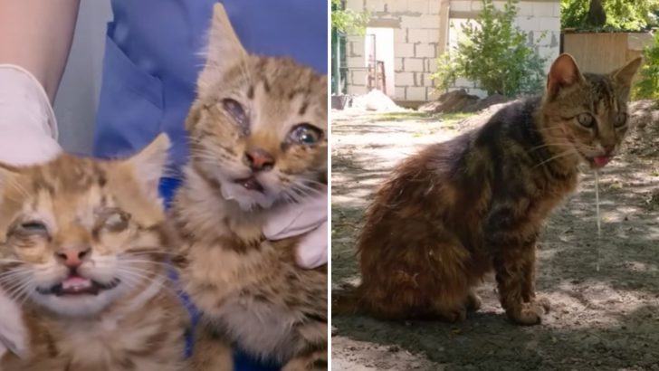 Woman Rescues Two Blind Kittens Hiding In A Zoo But Her Heart Sinks At A Disturbing Discovery