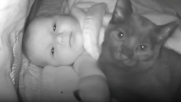 Woman Wakes Up To A Baby Cam Alert About A Furry Intruder In Her Baby’s Crib