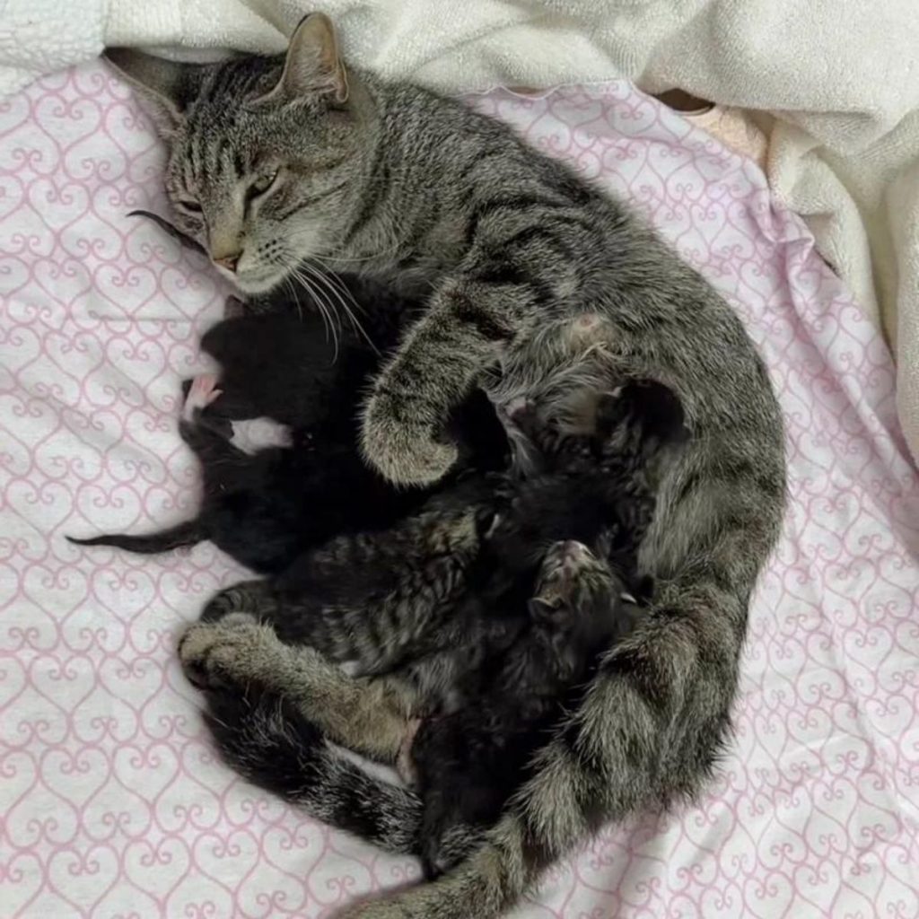 a cat lies with her kittens