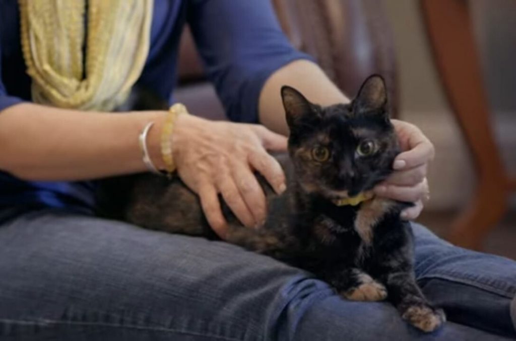 a cat on a sick girl's lap