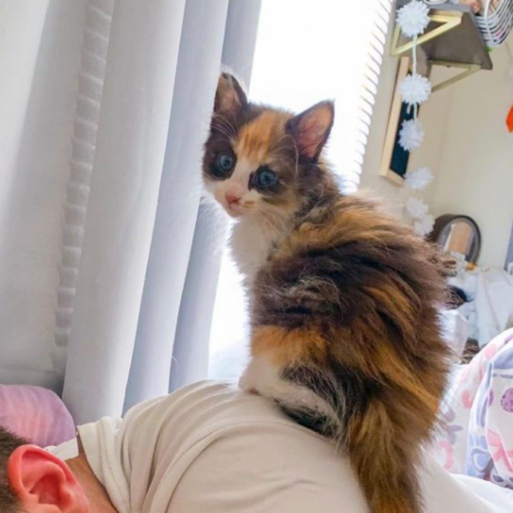 a cat sits on a man's shoulder