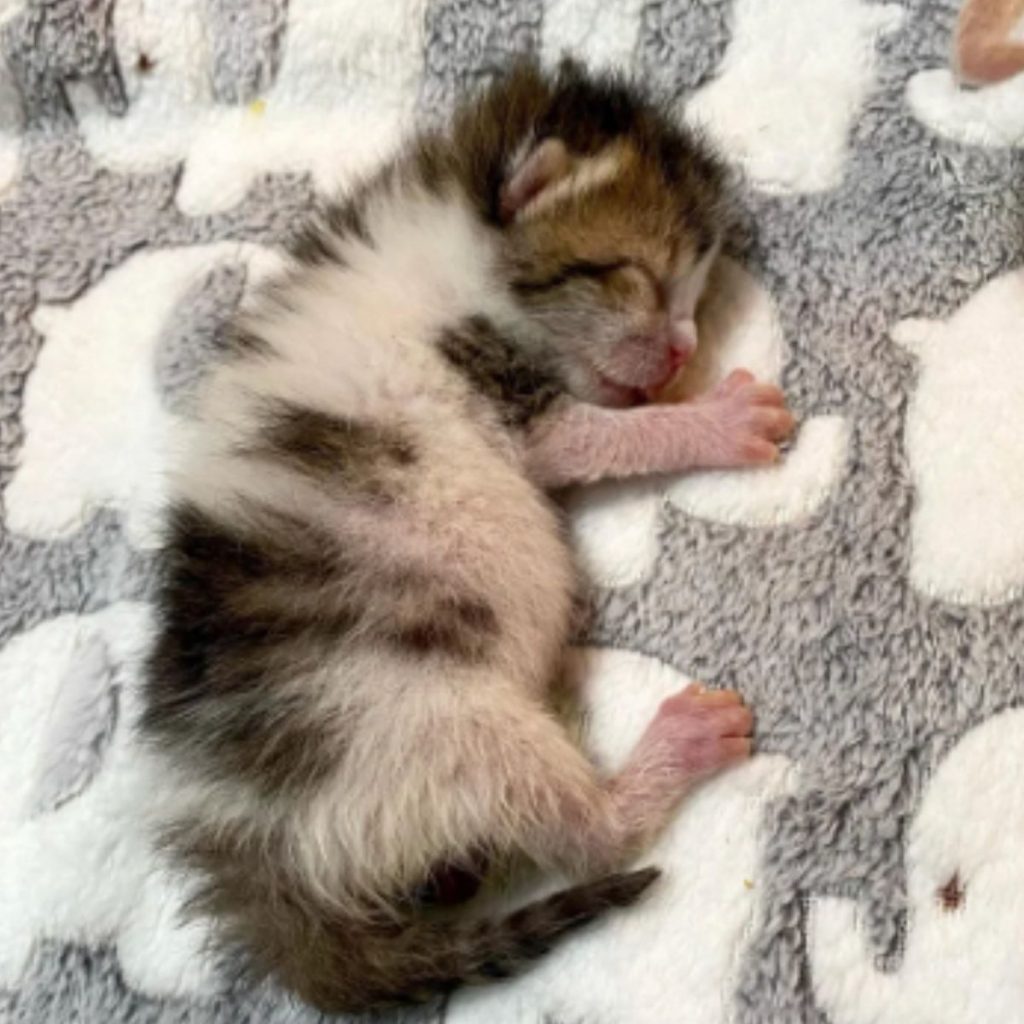 a colorful kitten is sleeping on a blanket