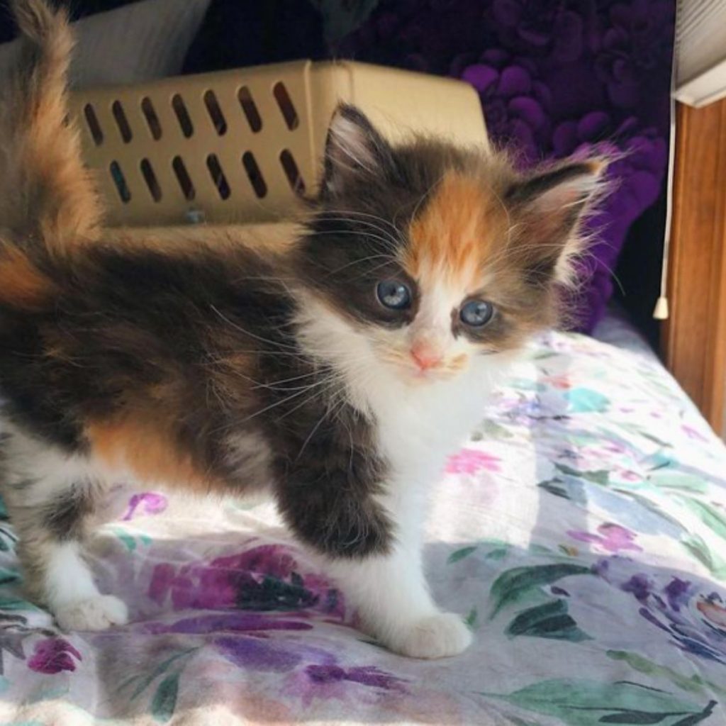 a cute kitten walks on the sheets