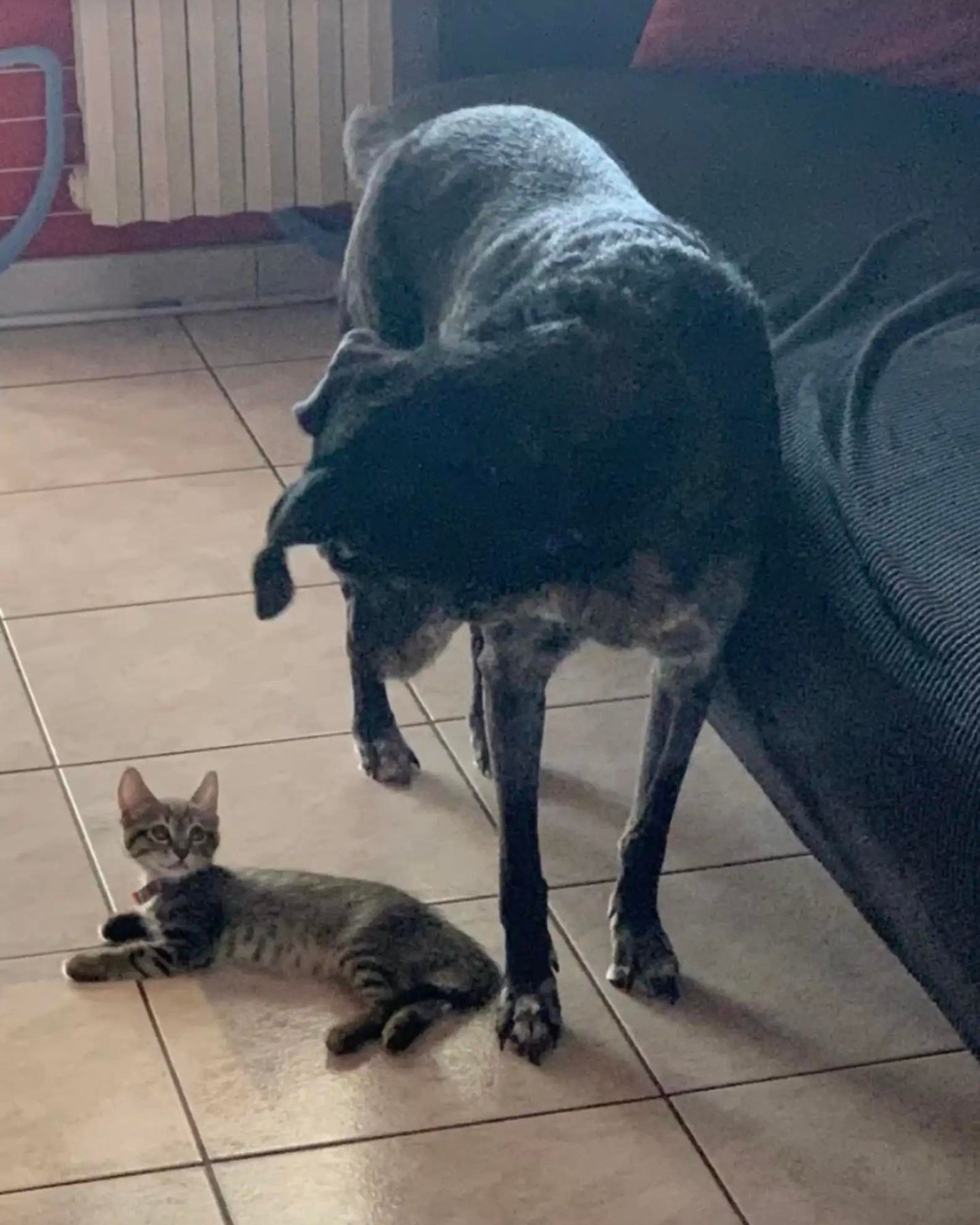 a dog and kitten
