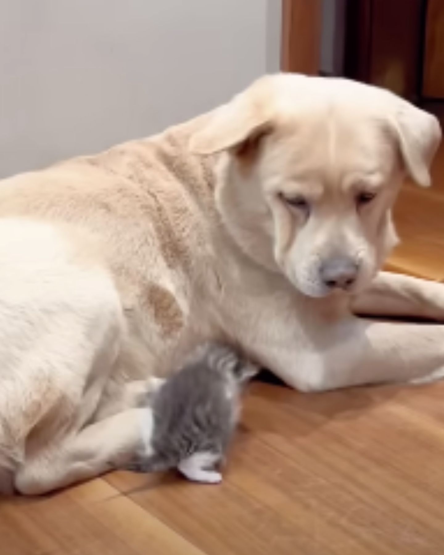 a dog looking at kitten