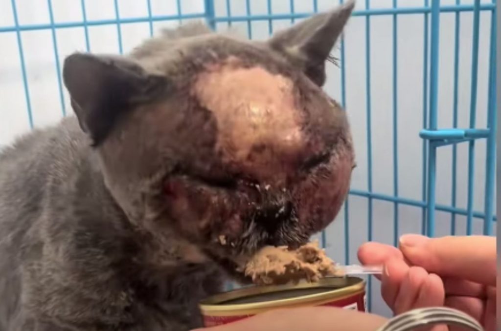 a man feeds an injured cat