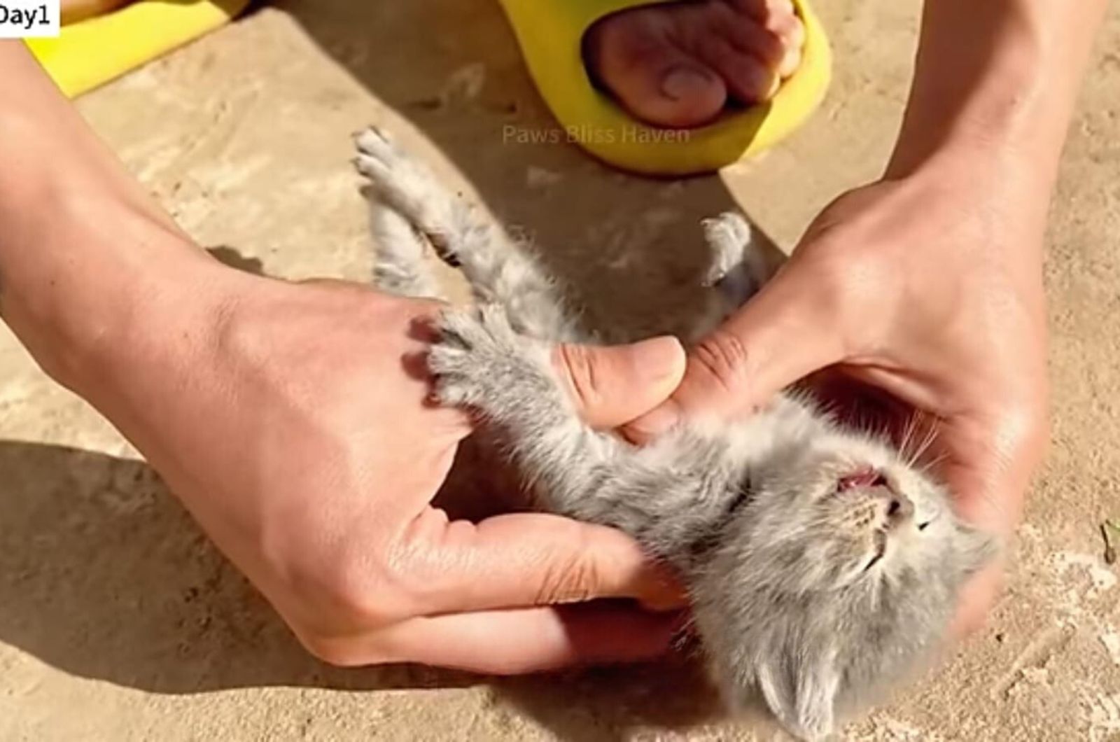 a man rescuing tiny kitten