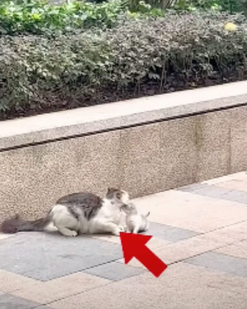 a stray cat with her kittens on the street