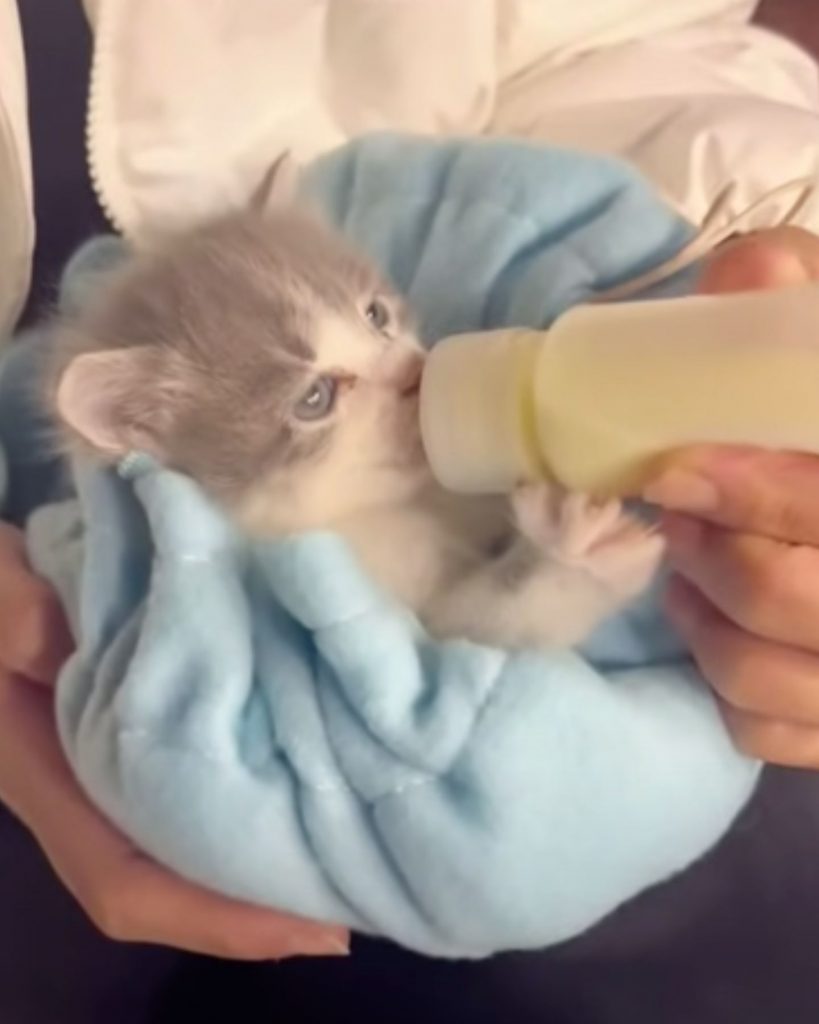 a woman feeds a kitten from a bottle