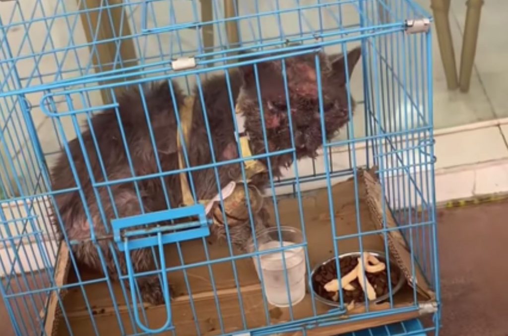 an injured cat placed in a cage