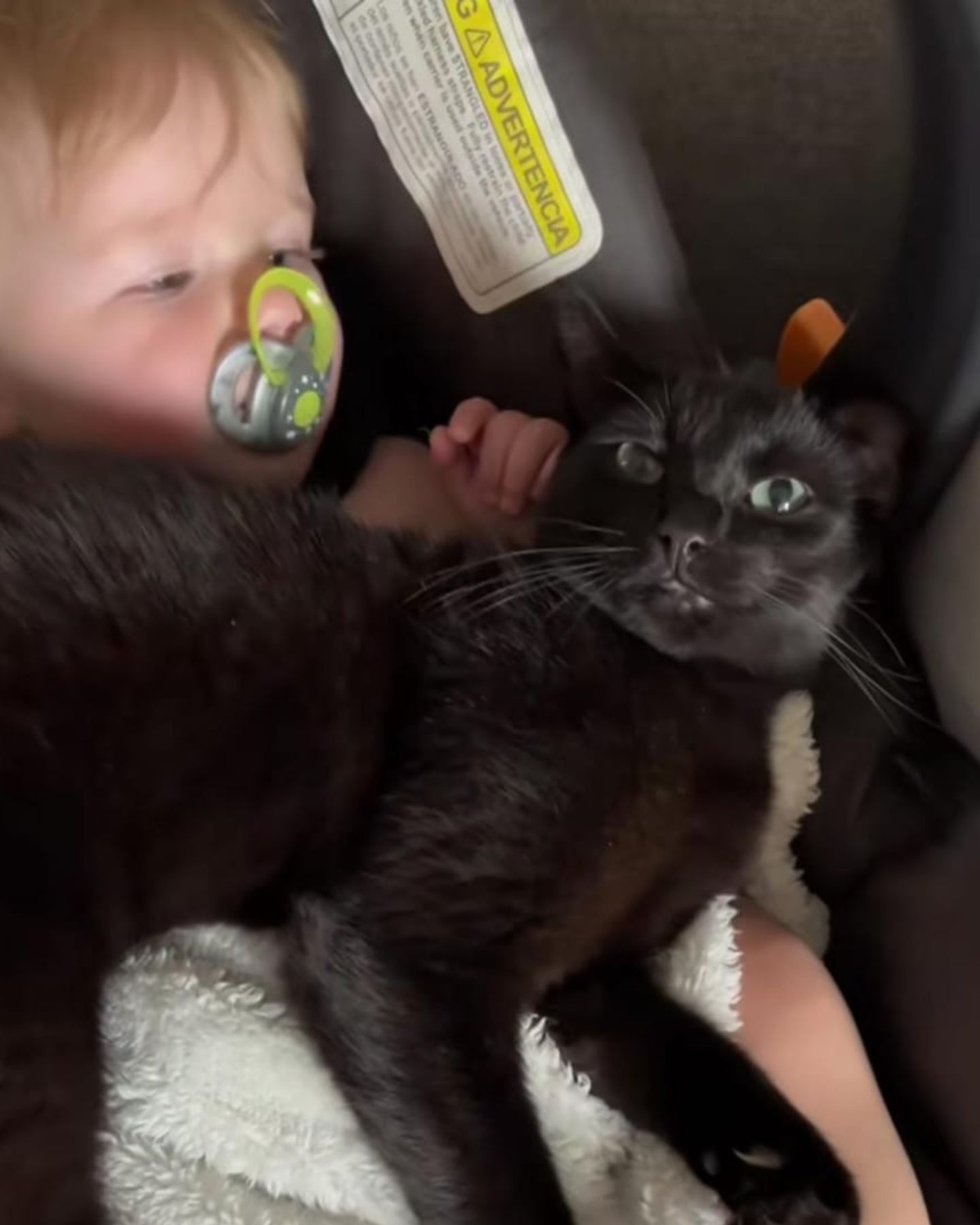 baby and cat in a carrier